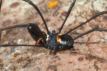 Media type: image;   Invertebrate Zoology 129583